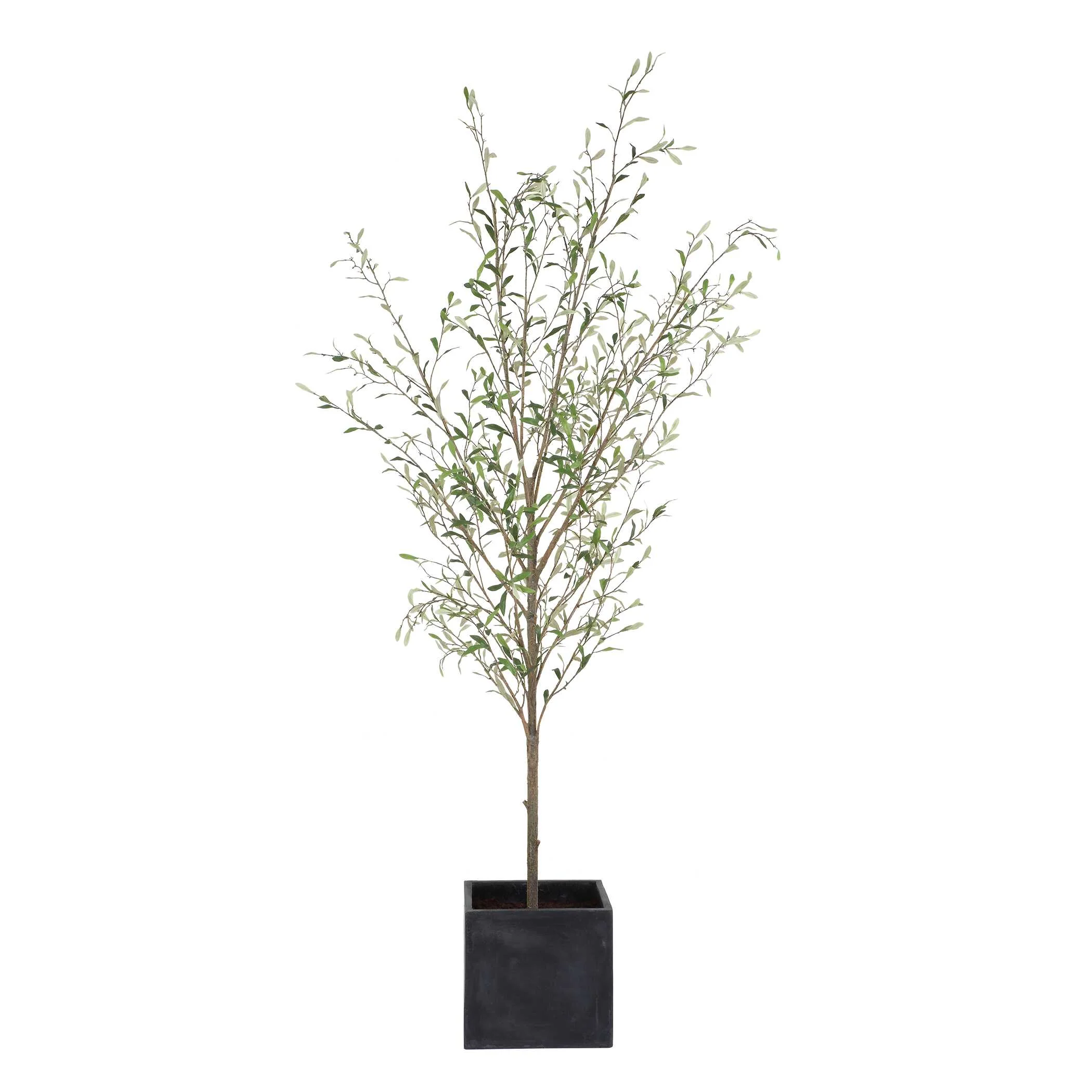 Abundance Potted Olive Tree - Image 3