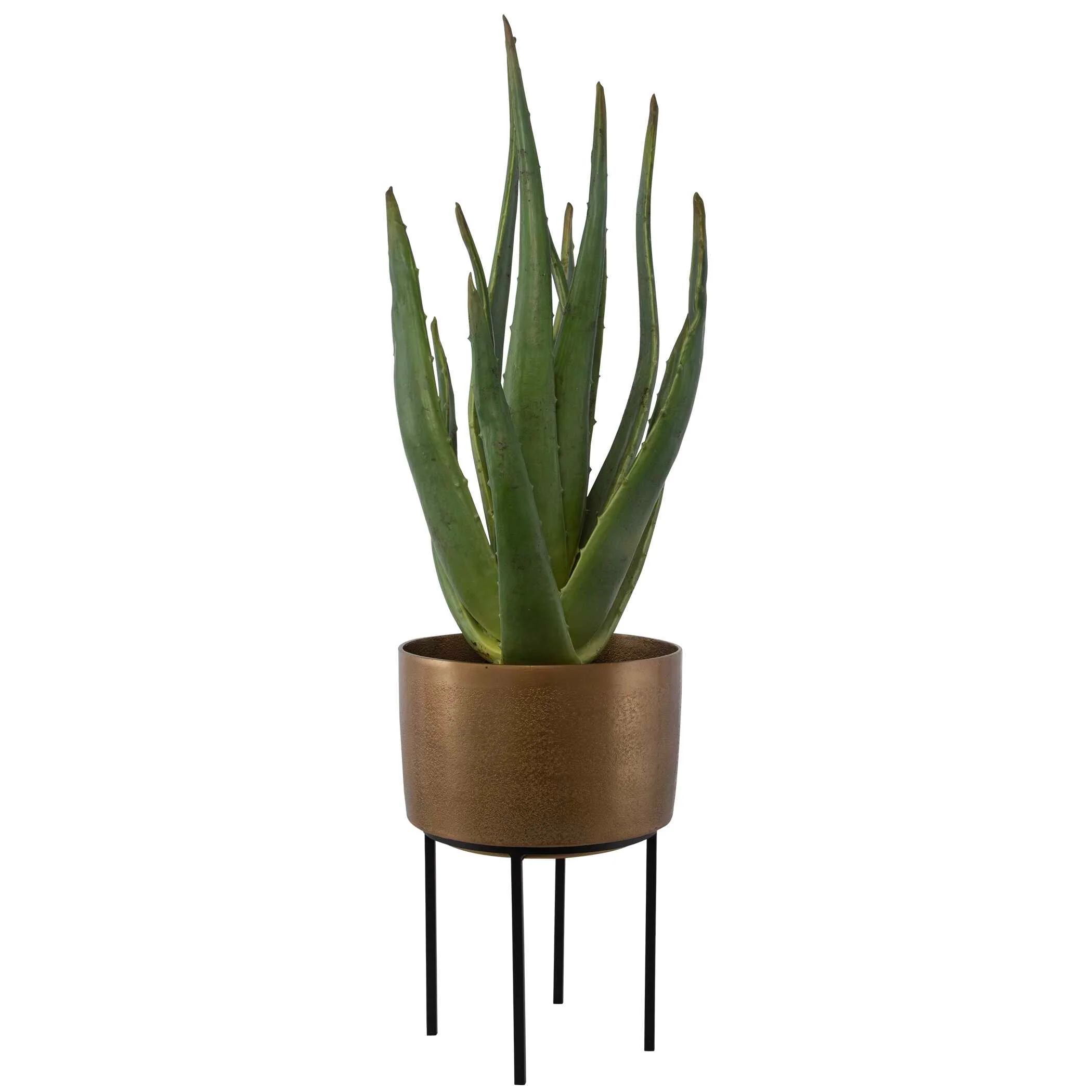 Arabia Aloe Planter - Image 3