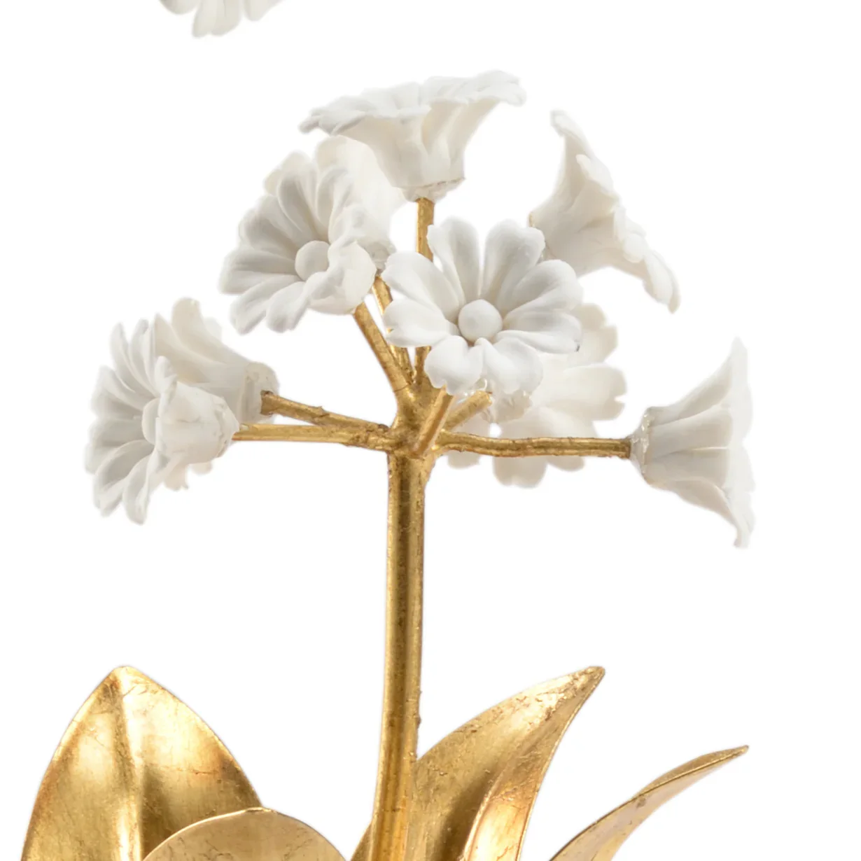 Auricula - Image 2