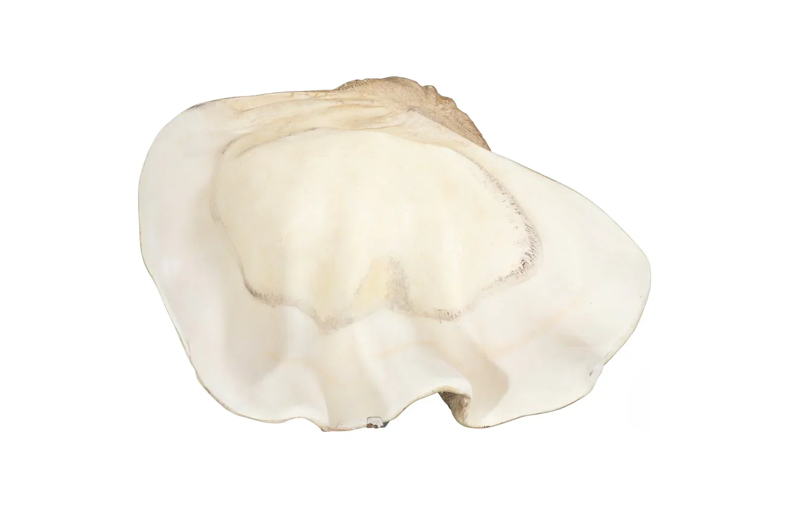 Cast Clam Shell Bowl - Image 6