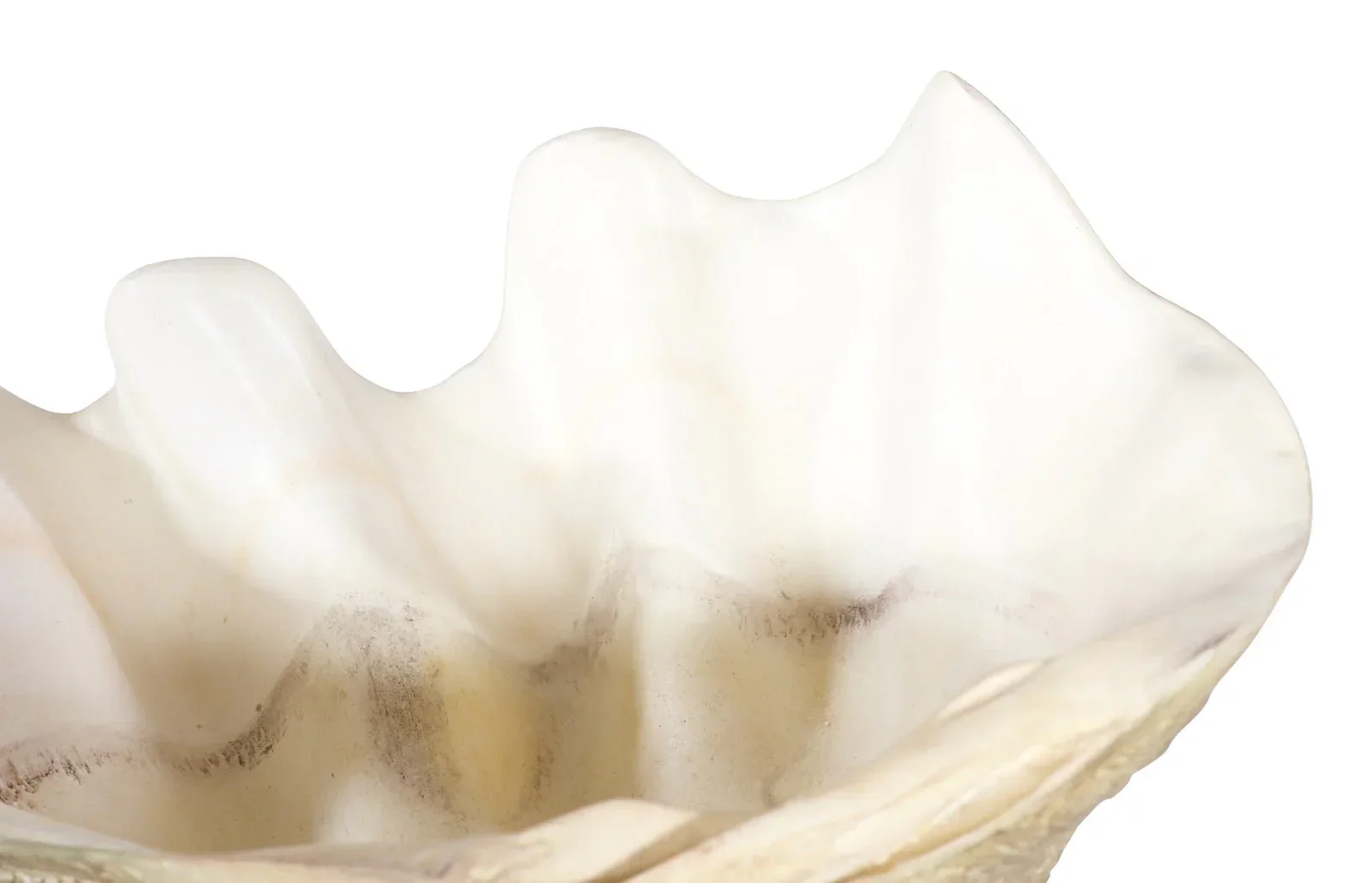 Cast Clam Shell Bowl - Image 9