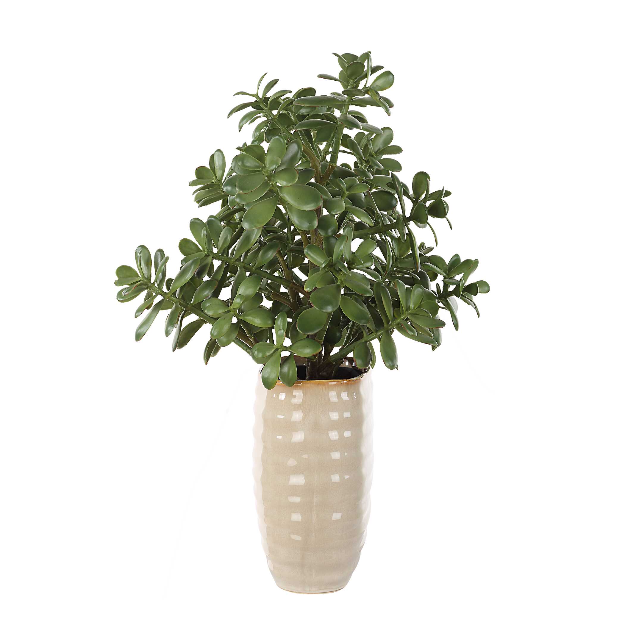 Crassula Jade Accent Plant - Image 4