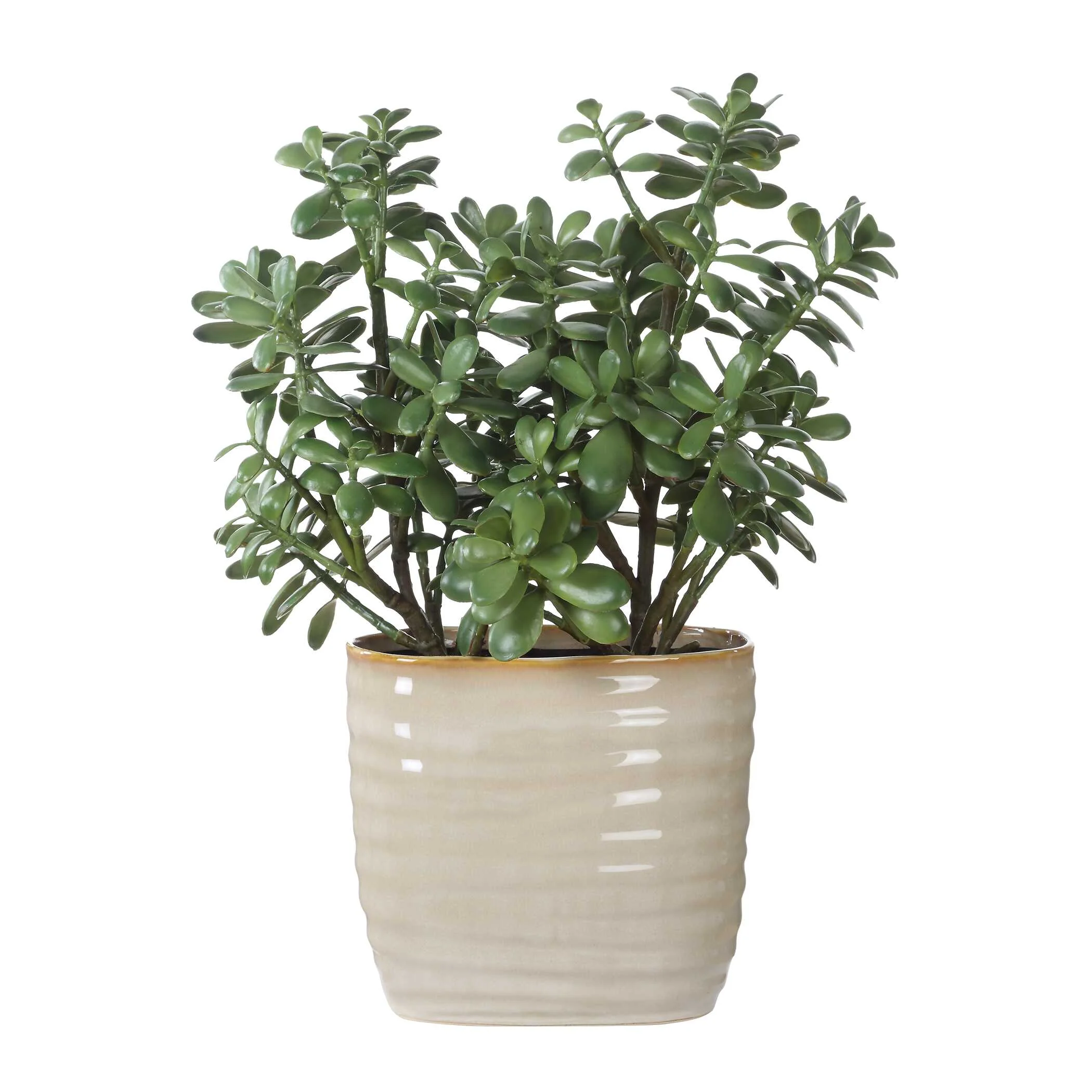 Crassula Jade Accent Plant - Image 5