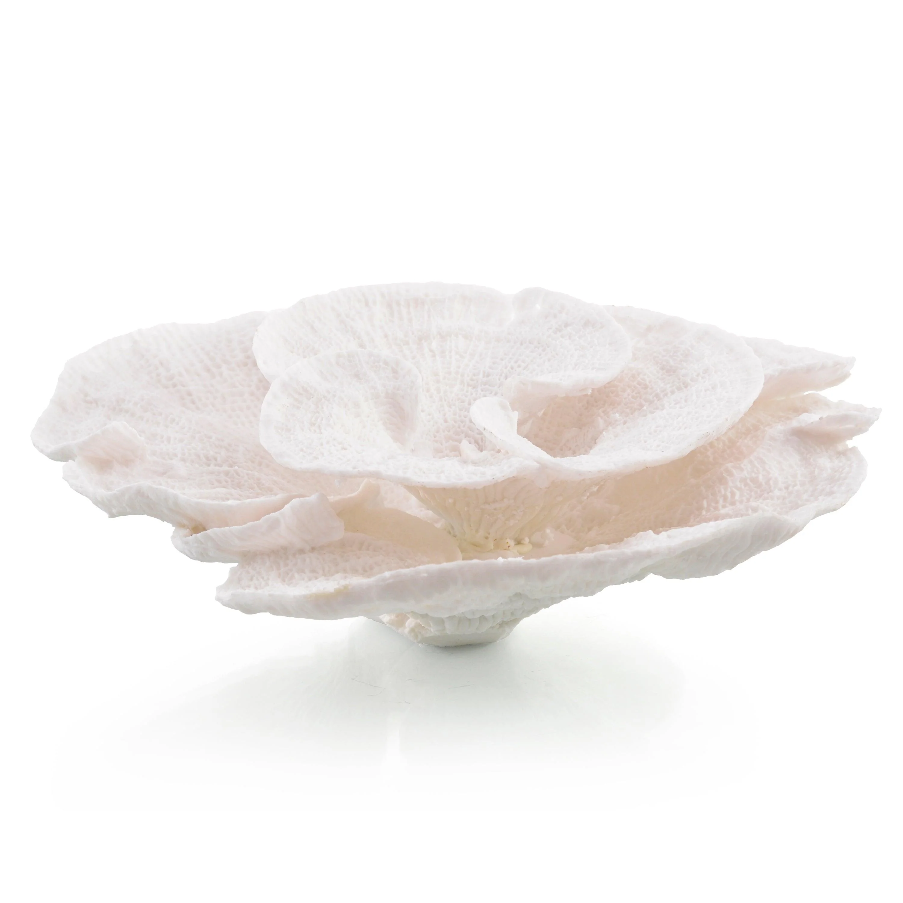 Foliose Coral