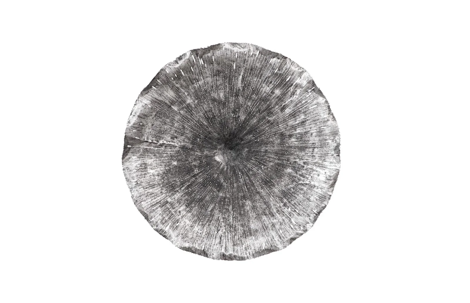 Lotus Wall Art - Image 5