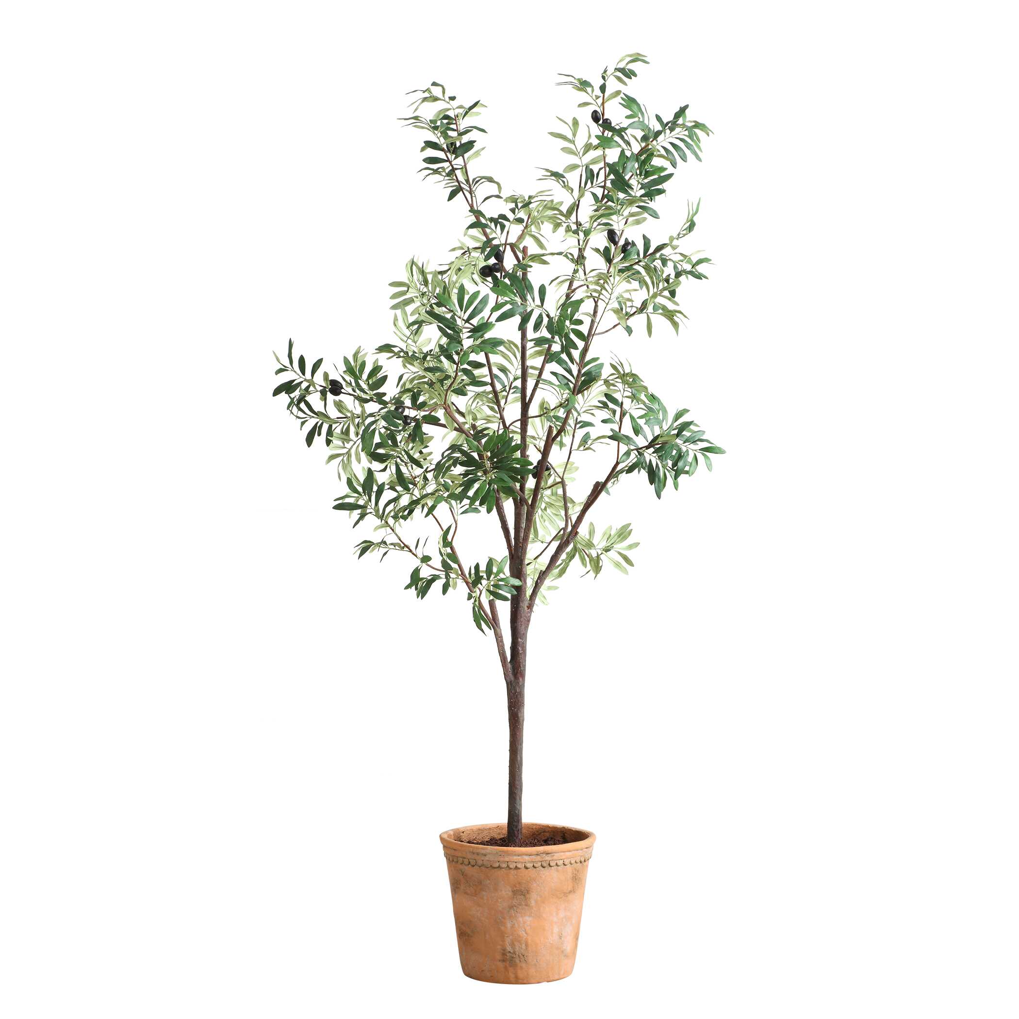 Olea Potted Olive Tree - Image 3