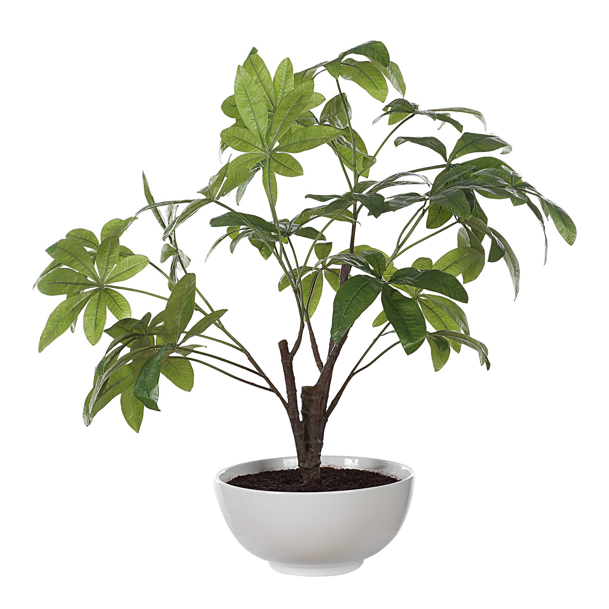 Pachira Money Tree - Image 5