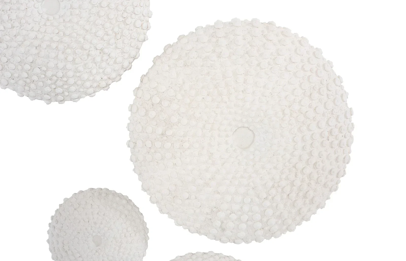 Sea Urchin Wall Art - Image 3