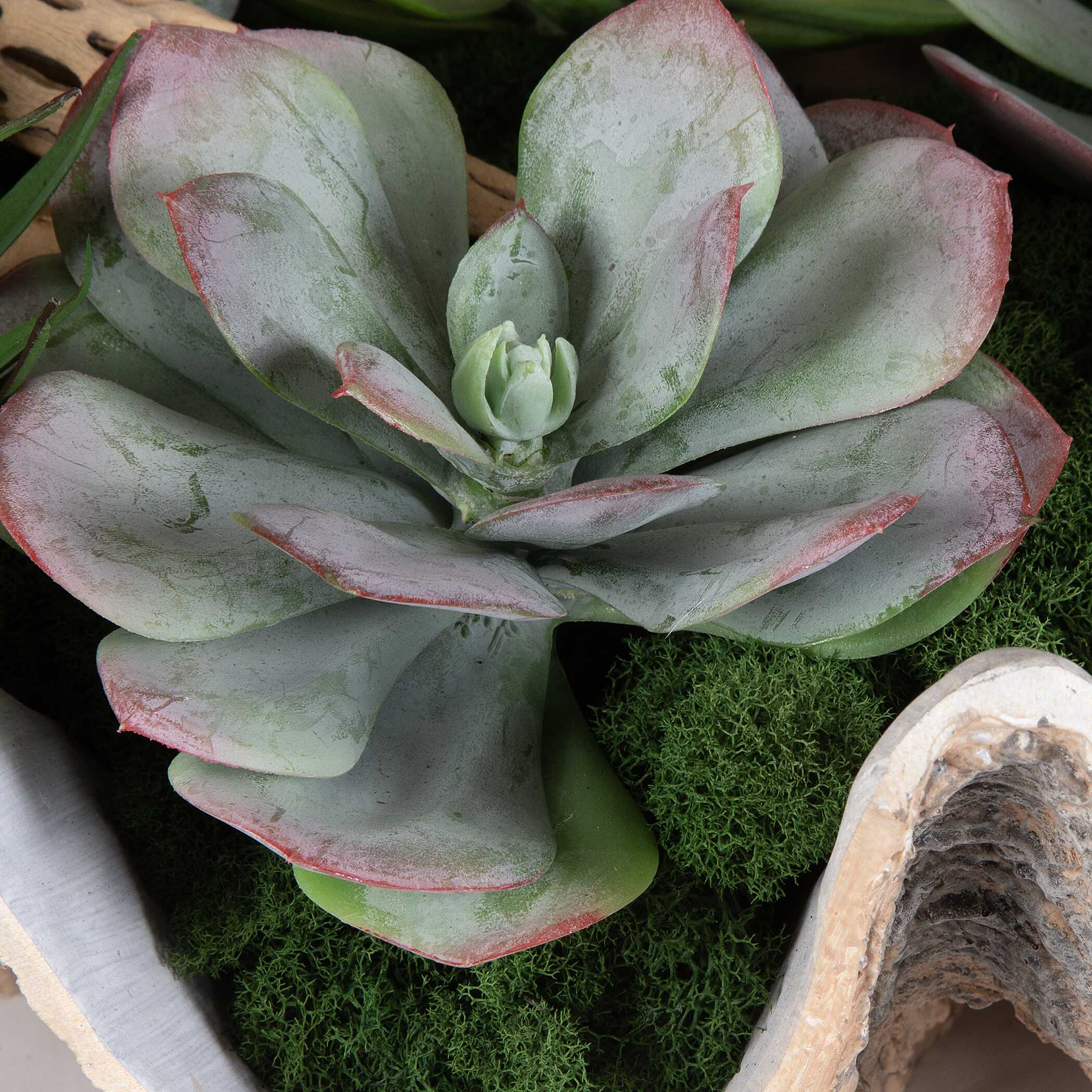 Seaside Breeze Succulents - Image 3