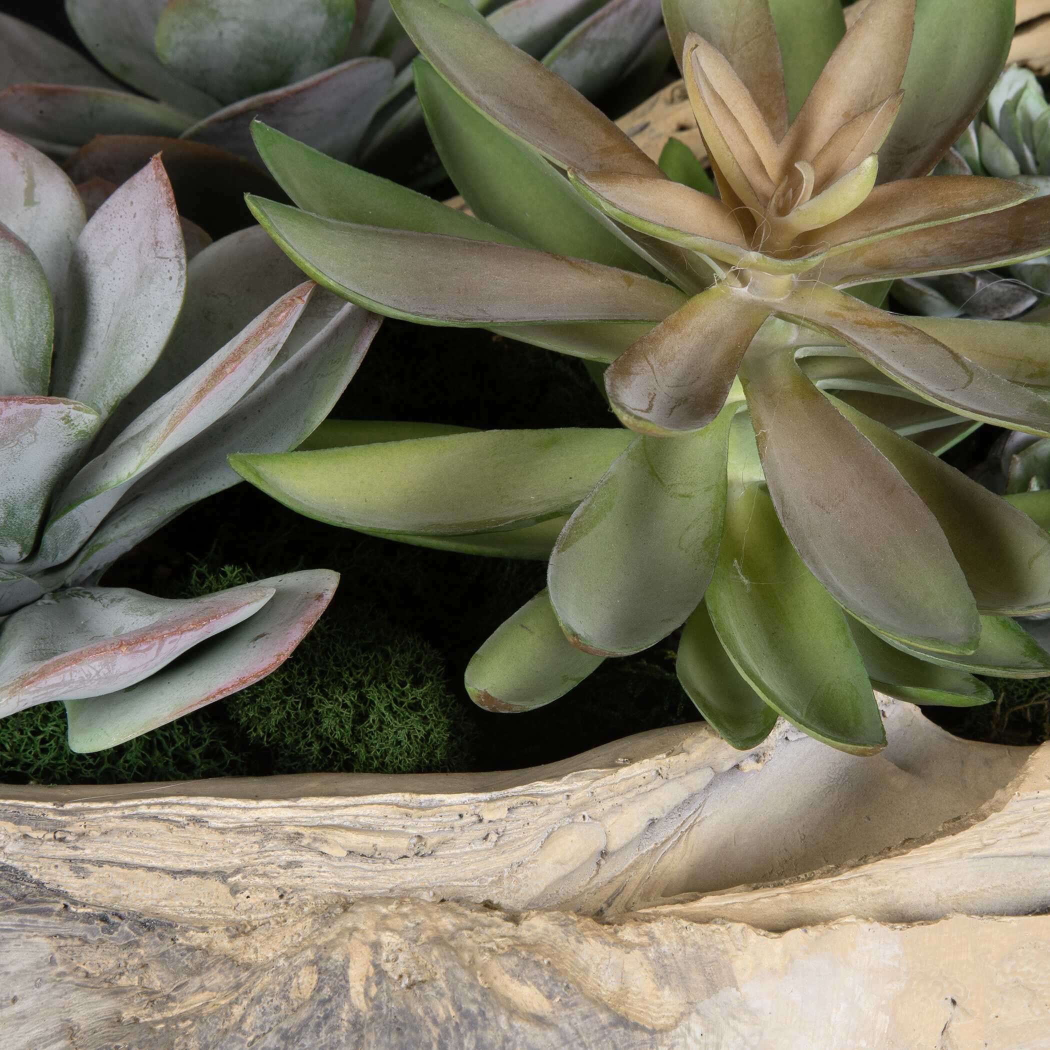 Seaside Breeze Succulents - Image 4