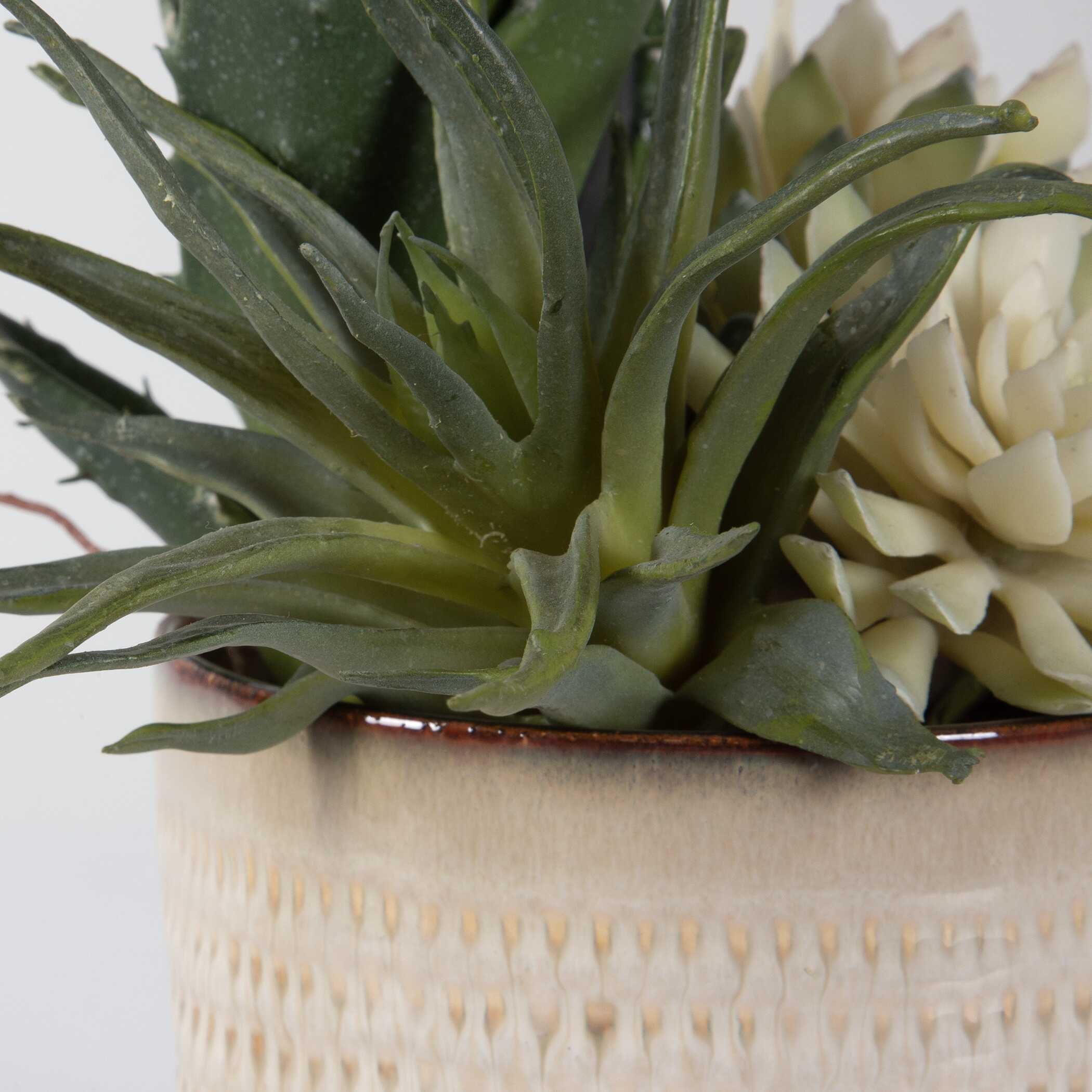Seaside Succulents - Set of 2 - Image 5