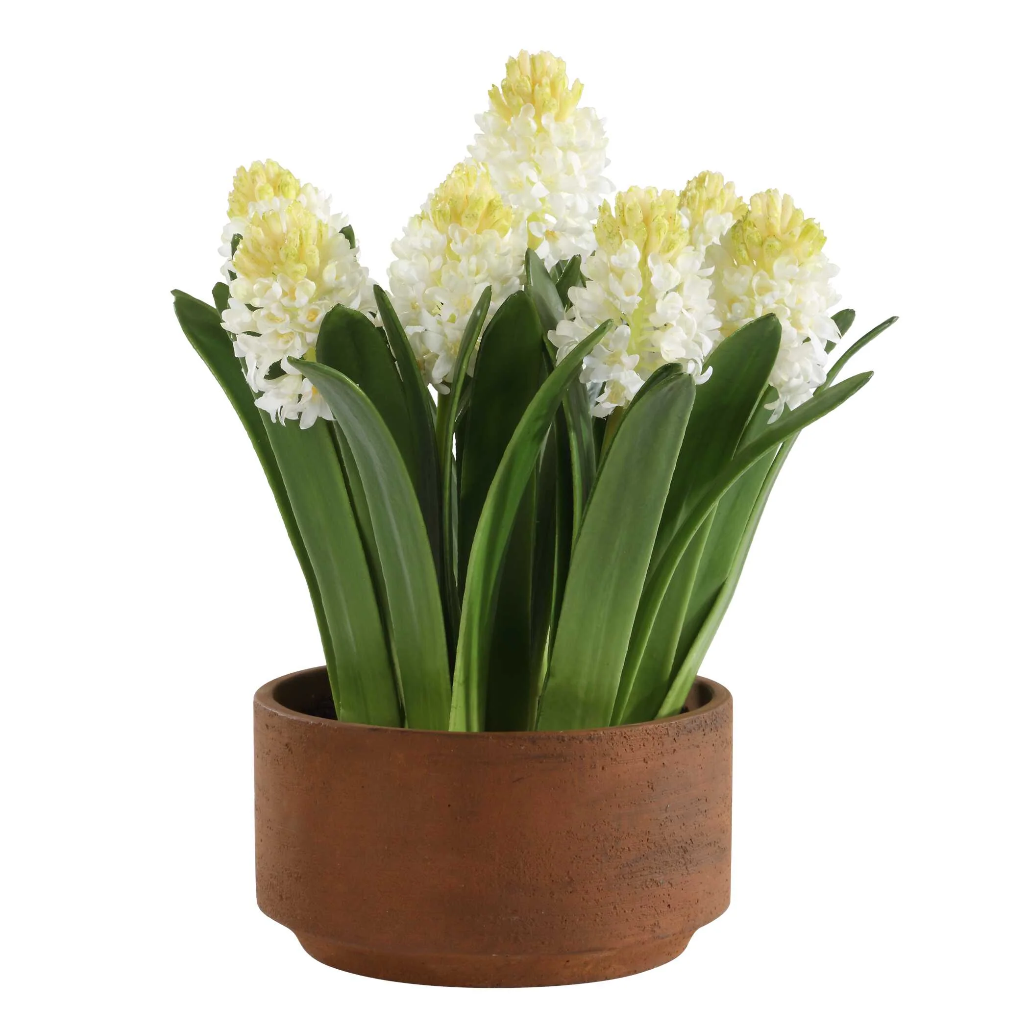 Sincerity Potted Hyacinth Plant - Image 3