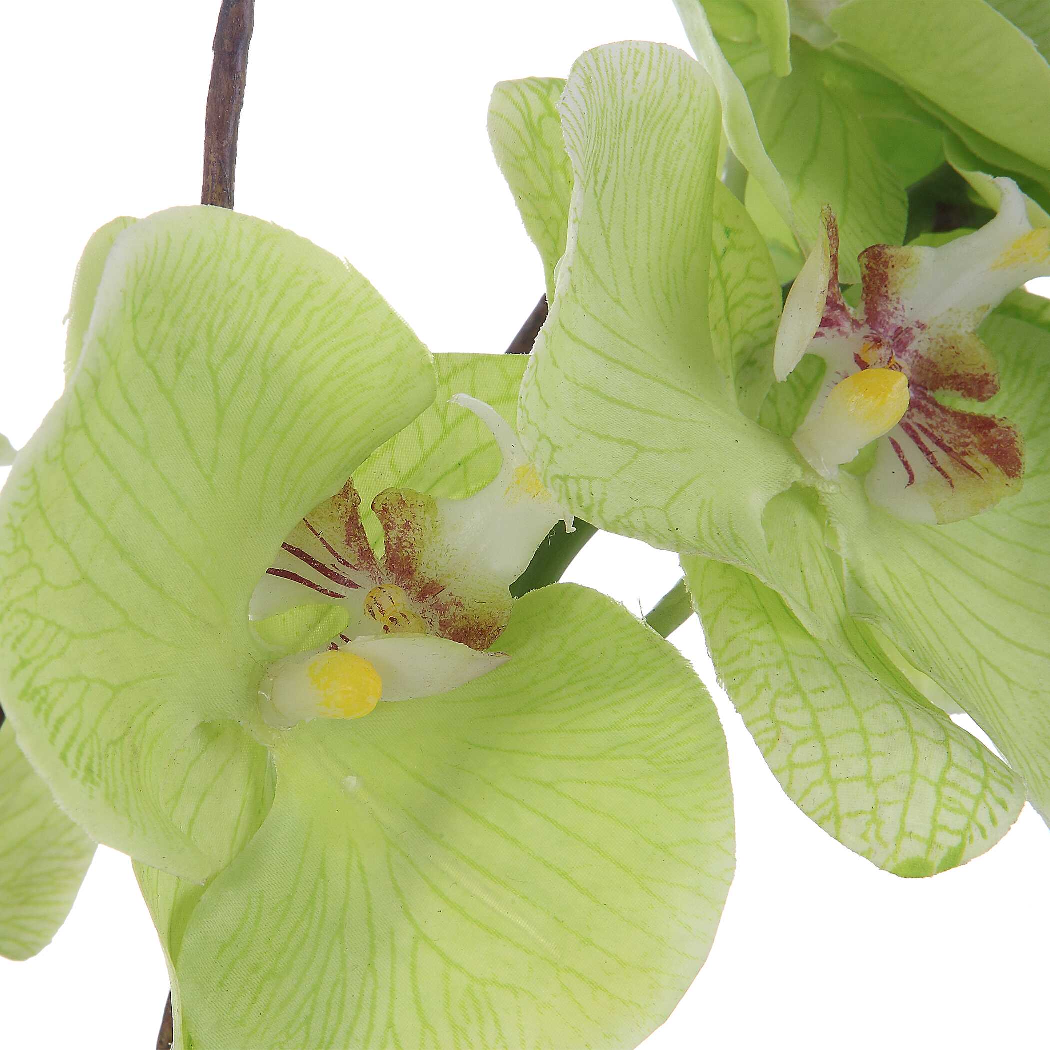 Valdive Orchid - Image 4