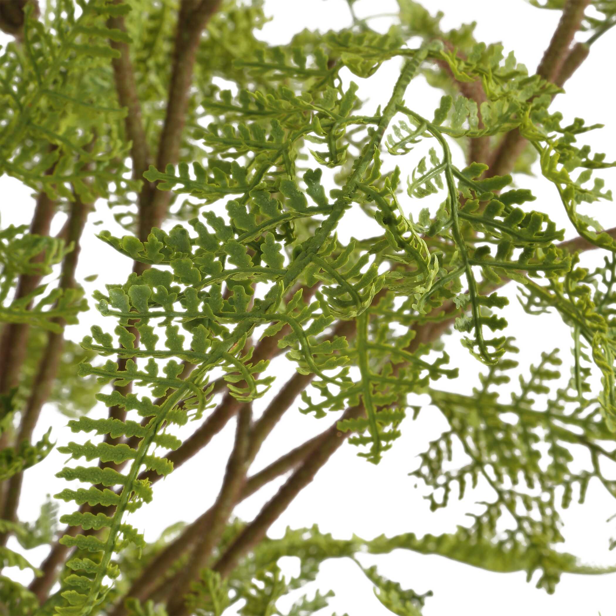 Woodland Fern Centerpiece - Image 4